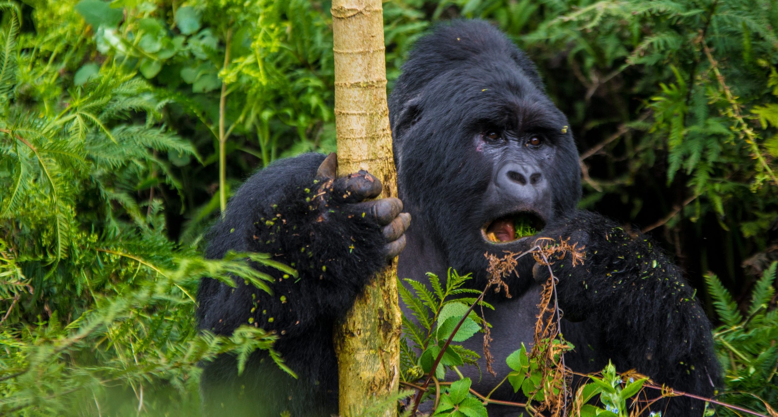 Qué llevar para hacer senderismo para ver gorilas en Bwindi, Uganda