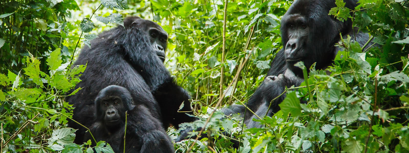 Rastreo de gorilas de 4 días en Bwindi desde Kigali