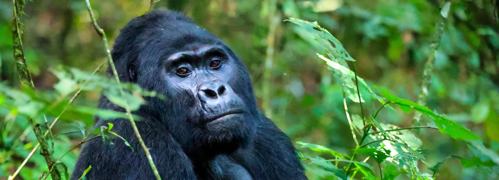 Safari de 10 días por Uganda para descubrir la fauna y los primates