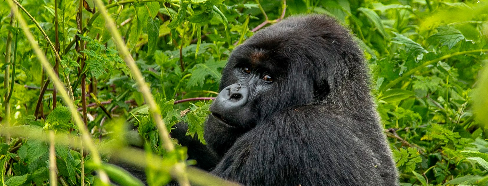 Safari de 7 días por Uganda para observar primates y fauna salvaje
