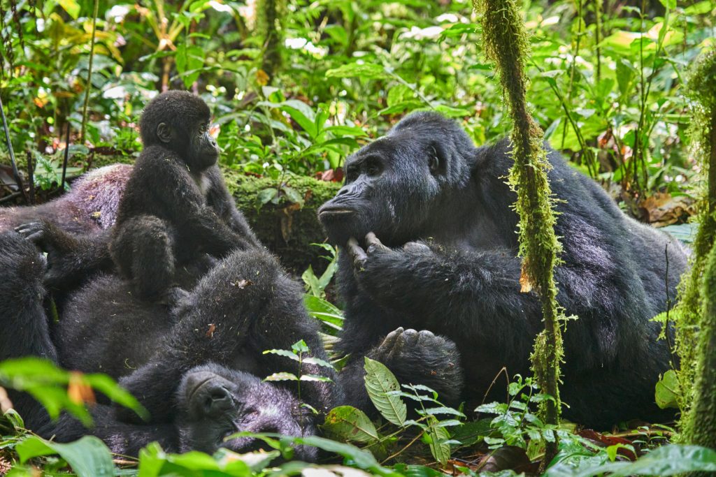 Safari de habituación de gorilas en Bwindi desde Kigali