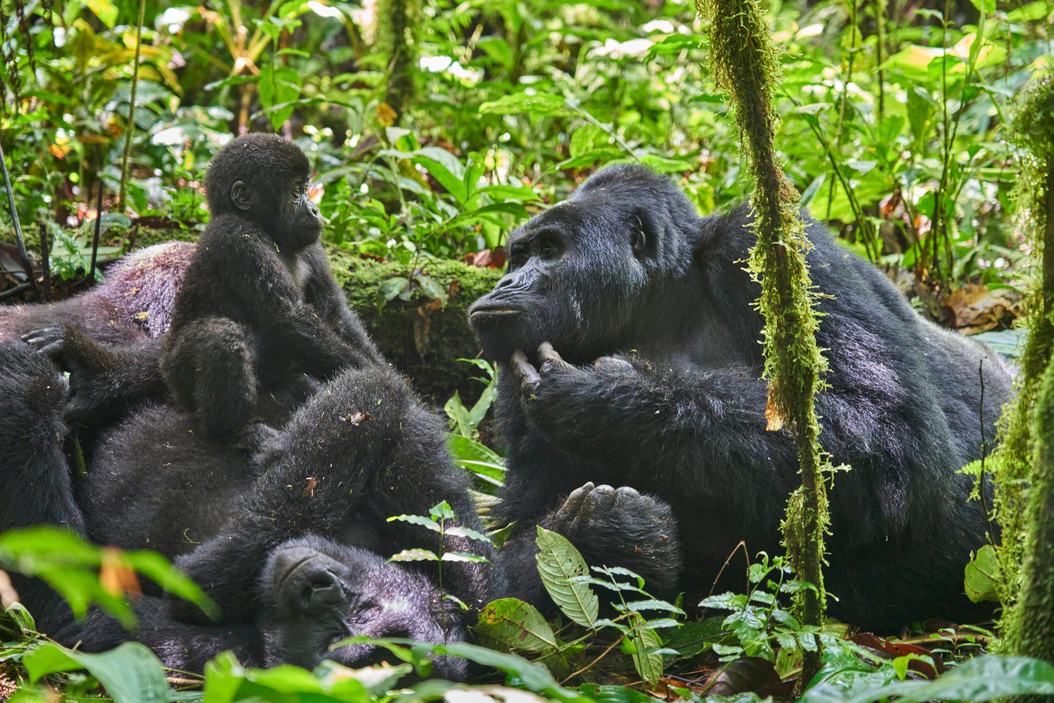 Safari de habituación de gorilas en Bwindi desde Kigali