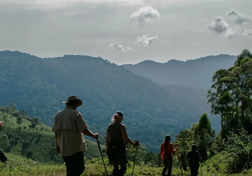 Sector de Nkuringo del Bosque Impenetrable de Bwindi