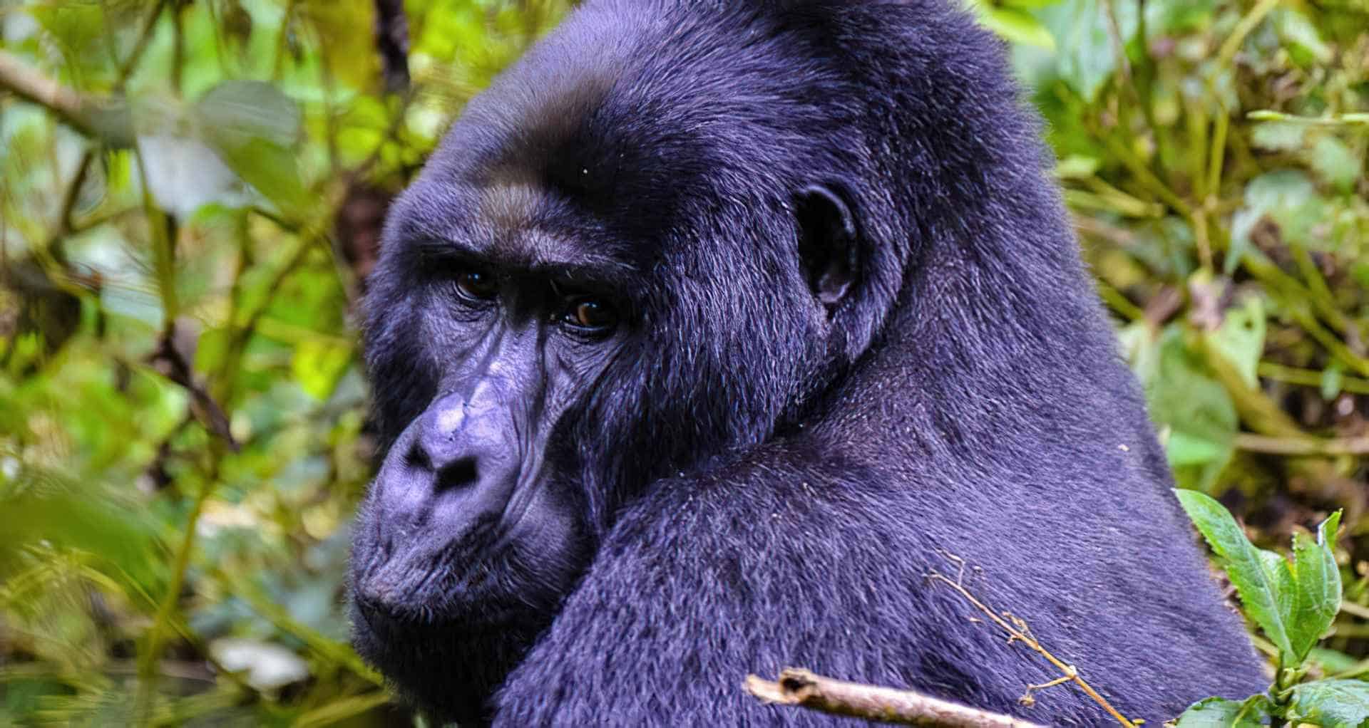 Senderismo para observar gorilas de montaña en Bwindi