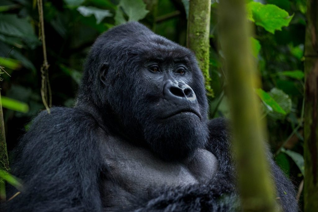 Senderismo para observar gorilas en Bwindi para personas mayores y con discapacidad