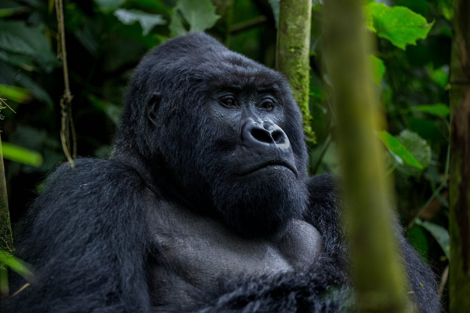 Senderismo para observar gorilas en Bwindi para personas mayores y con discapacidad