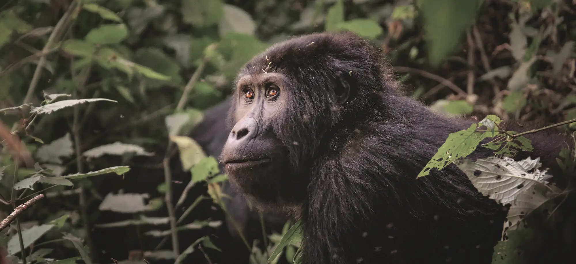Viajes económicos para ver gorilas en Bwindi