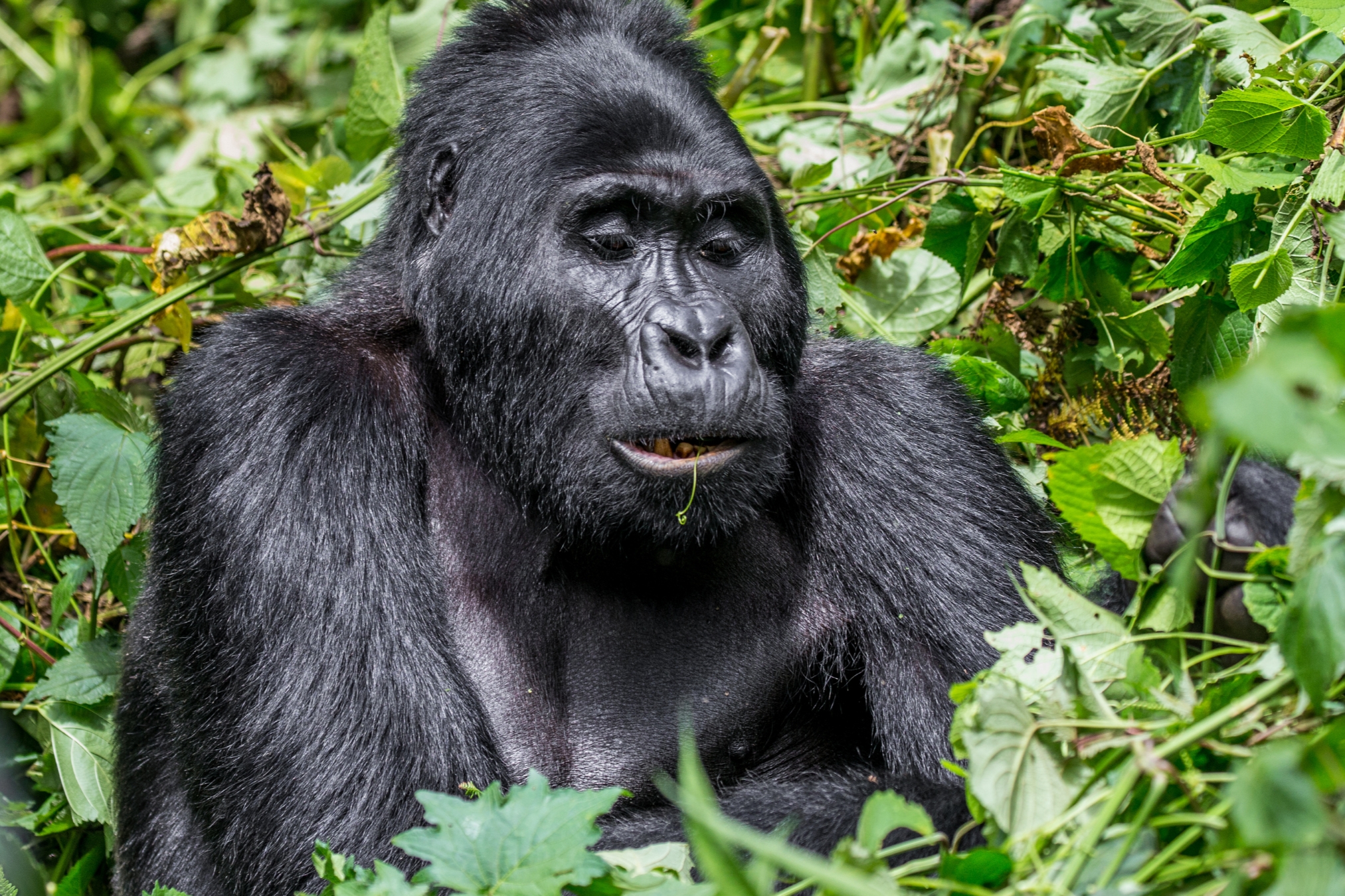 sectores en bwindi